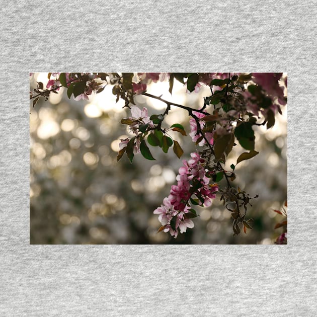 Pink flowers against a bokeh background by lightsfromspace